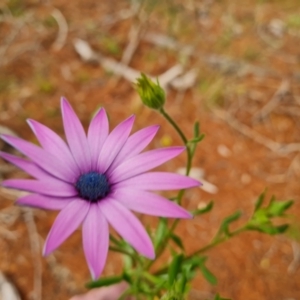 Dimorphotheca ecklonis at Isaacs, ACT - 31 Aug 2021 02:19 PM