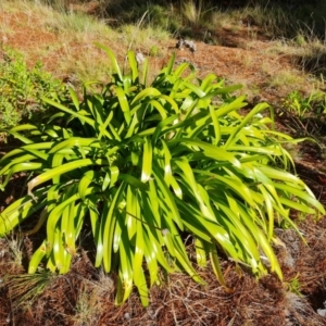 Agapanthus praecox subsp. orientalis at Isaacs, ACT - 12 Aug 2021 03:30 PM