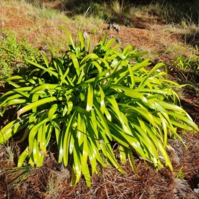 Agapanthus praecox subsp. orientalis (Agapanthus) at Isaacs, ACT - 12 Aug 2021 by Mike