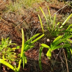 Agapanthus praecox subsp. orientalis at Isaacs, ACT - 12 Aug 2021