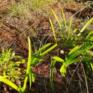 Agapanthus praecox subsp. orientalis at Isaacs, ACT - 12 Aug 2021 03:30 PM