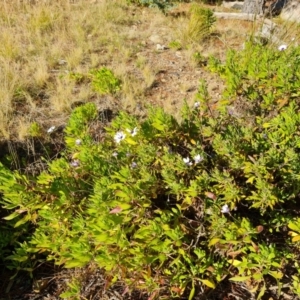 Dimorphotheca ecklonis at Isaacs, ACT - 12 Aug 2021