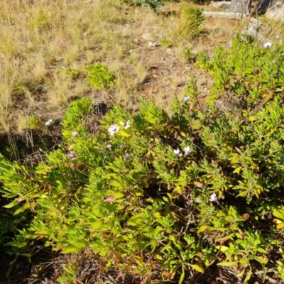 Dimorphotheca ecklonis (African Daisy) at Isaacs Ridge and Nearby - 12 Aug 2021 by Mike