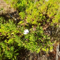 Dimorphotheca ecklonis at Isaacs, ACT - 12 Aug 2021