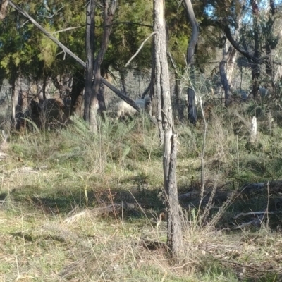 Ovis aries (Sheep) at Majura, ACT - 12 Aug 2021 by Avery