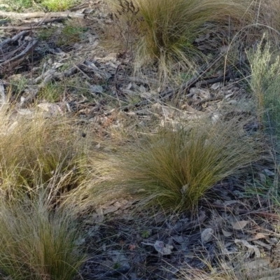 Nassella trichotoma (Serrated Tussock) at Majura, ACT - 12 Aug 2021 by Avery