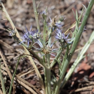 Eryngium ovinum at Gundaroo, NSW - 3 Feb 2021