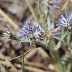 Eryngium ovinum at Gundaroo, NSW - 3 Feb 2021 11:52 AM