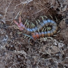 Cormocephalus aurantiipes (Orange-legged Centipede) at Kambah, ACT - 12 Aug 2021 by HelenCross