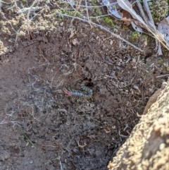 Cormocephalus aurantiipes at Kambah, ACT - 12 Aug 2021 04:24 PM