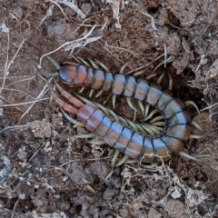 Cormocephalus aurantiipes at Kambah, ACT - 12 Aug 2021 04:24 PM