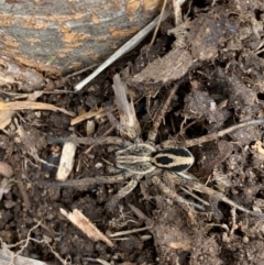 Lycosidae (family) (Wolf spider) at Murrumbateman, NSW - 11 Aug 2021 by SimoneC