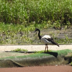 Anseranas semipalmata (Magpie Goose) at Shortland, NSW - 25 Jan 2021 by Liam.m