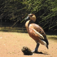 Dendrocygna arcuata (Wandering Whistling-Duck) at Shortland, NSW - 25 Jan 2021 by Liam.m