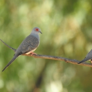 Geopelia cuneata at The Pilliga, NSW - 23 Jan 2021