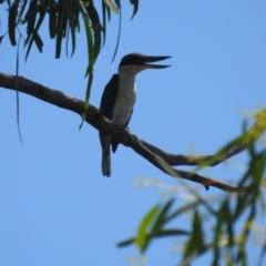 Todiramphus sanctus (Sacred Kingfisher) at The Pilliga, NSW - 23 Jan 2021 by Liam.m