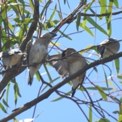 Emblema modesta (Plum-headed Finch) at The Pilliga, NSW - 23 Jan 2021 by Liam.m