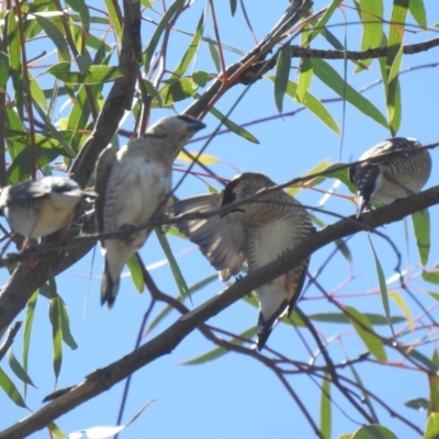 Emblema modesta (Plum-headed Finch) at The Pilliga, NSW - 23 Jan 2021 by Liam.m