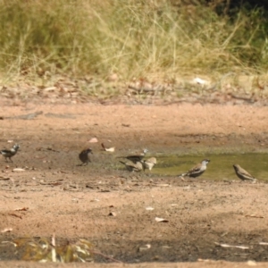 Emblema modesta at The Pilliga, NSW - 23 Jan 2021 02:34 PM