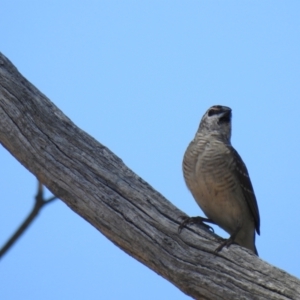 Aidemosyne modesta at The Pilliga, NSW - 23 Jan 2021