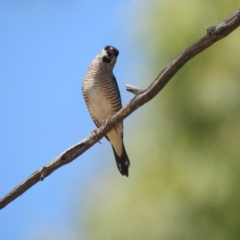 Aidemosyne modesta at The Pilliga, NSW - 23 Jan 2021