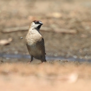 Emblema modesta at The Pilliga, NSW - 23 Jan 2021 02:34 PM