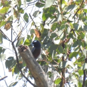 Artamus superciliosus at The Pilliga, NSW - 23 Jan 2021