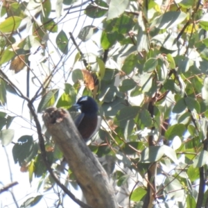Artamus superciliosus (White-browed Woodswallow) at suppressed by Liam.m