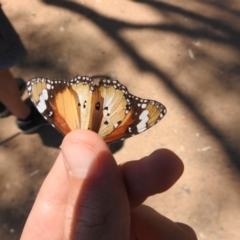 Danaus petilia at The Pilliga, NSW - 23 Jan 2021