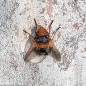 Microtropesa sp. (genus) at Macgregor, ACT - 12 Aug 2021 03:50 PM