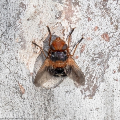 Microtropesa sp. (genus) (Tachinid fly) at Macgregor, ACT - 12 Aug 2021 by Roger