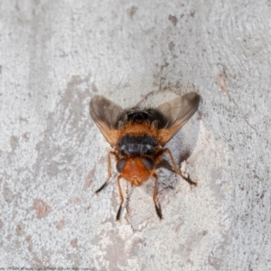 Microtropesa sp. (genus) at Macgregor, ACT - 12 Aug 2021