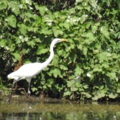 Ardea alba (Great Egret) at Narrabri, NSW - 23 Jan 2021 by Liam.m