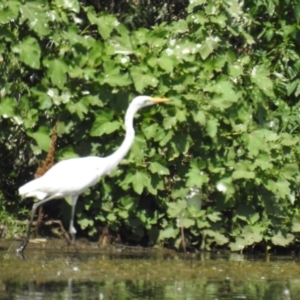 Ardea alba at Narrabri, NSW - 23 Jan 2021