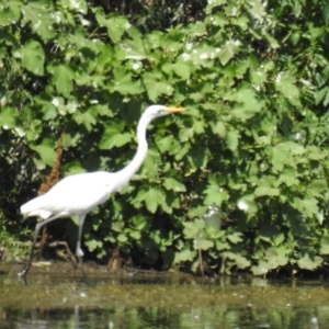 Ardea alba at suppressed - 23 Jan 2021