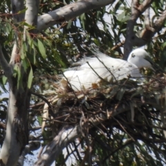 Ardea alba at Narrabri, NSW - 23 Jan 2021