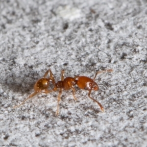 Pheidole sp. (genus) at Latham, ACT - 12 Aug 2021 03:24 PM