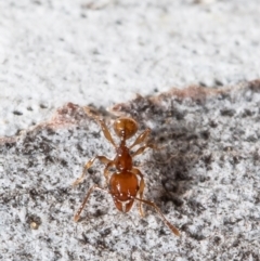 Pheidole sp. (genus) at Latham, ACT - 12 Aug 2021 03:24 PM