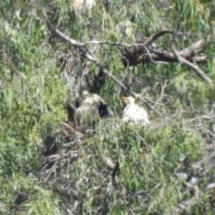 Bubulcus coromandus (Eastern Cattle Egret) at Narrabri, NSW - 23 Jan 2021 by Liam.m