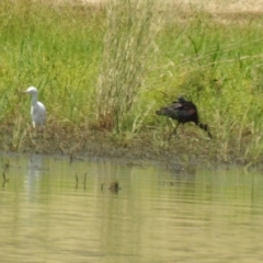 Plegadis falcinellus (Glossy Ibis) at Narrabri, NSW - 23 Jan 2021 by Liam.m