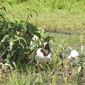 Anseranas semipalmata at Narrabri, NSW - 23 Jan 2021