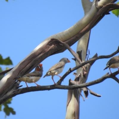 Taeniopygia guttata (Zebra Finch) at Bohena Creek, NSW - 23 Jan 2021 by Liam.m