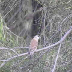 Emblema modesta (Plum-headed Finch) at Bohena Creek, NSW - 23 Jan 2021 by Liam.m