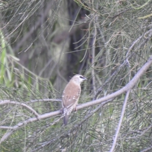 Emblema modesta at Bohena Creek, NSW - 23 Jan 2021