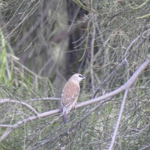 Aidemosyne modesta (Plum-headed Finch) at Bohena Creek, NSW by Liam.m