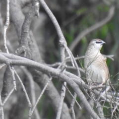Aidemosyne modesta at Bohena Creek, NSW - 23 Jan 2021