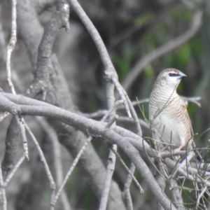 Emblema modesta at Bohena Creek, NSW - 23 Jan 2021