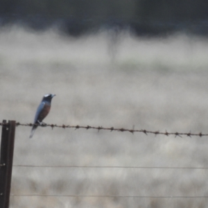 Artamus superciliosus (White-browed Woodswallow) at Bohena Creek, NSW by Liam.m