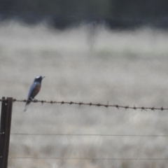 Artamus superciliosus (White-browed Woodswallow) at Bohena Creek, NSW - 23 Jan 2021 by Liam.m