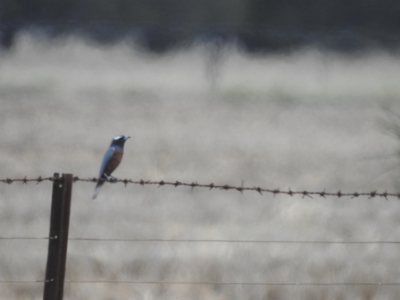 Artamus superciliosus (White-browed Woodswallow) at Bohena Creek, NSW - 23 Jan 2021 by Liam.m
